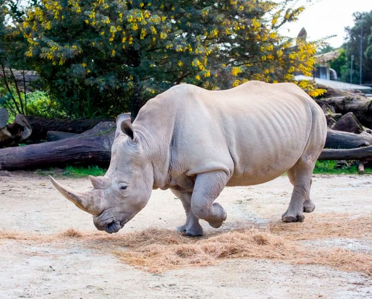 Ноги носорога фото