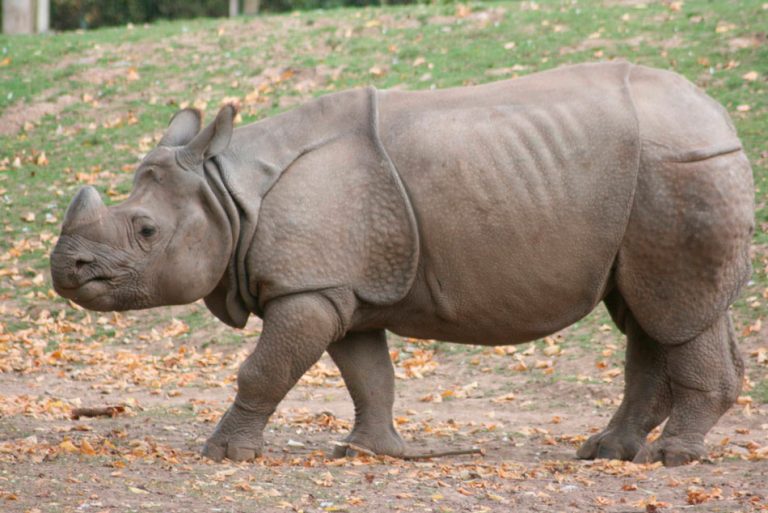 Ноги носорога фото