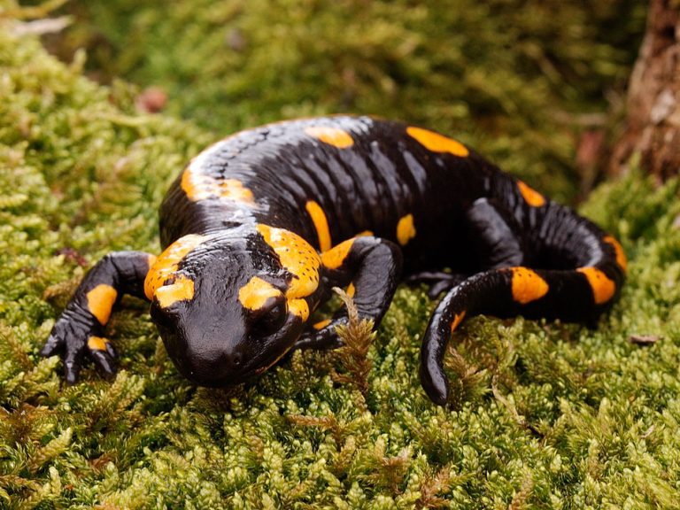 Японская саламандра фото