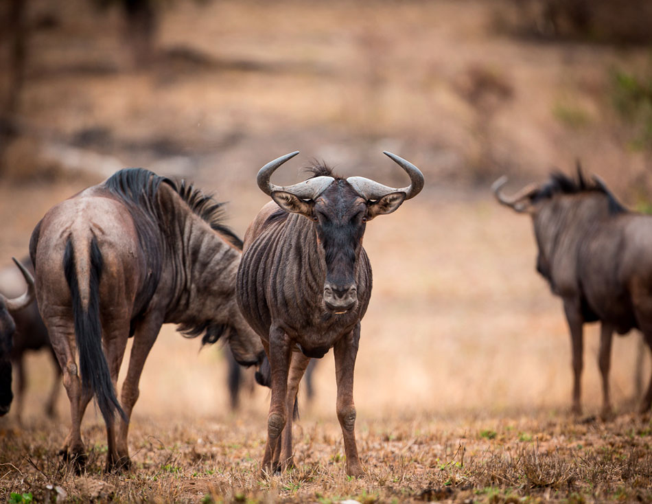 Большой гну. Африканская антилопа гну. Голубая антилопа гну. Копытные Африки. Антилопа гну в саванне.
