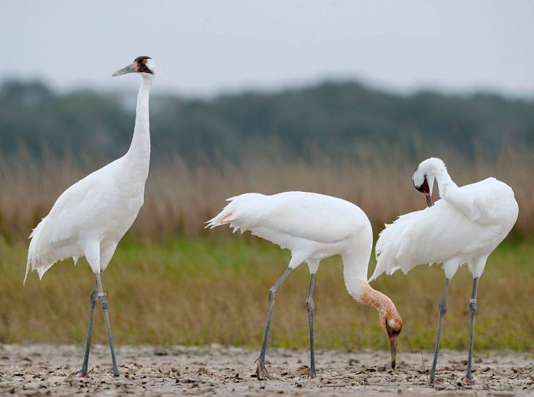 Журавли: описание, где обитают, чем питаются, сколько живут
