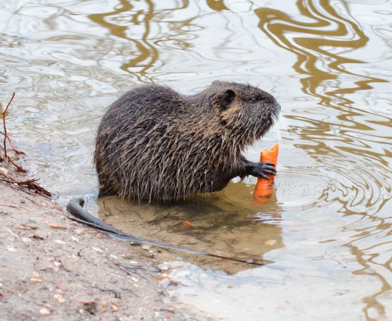 Нутрия водяная фото