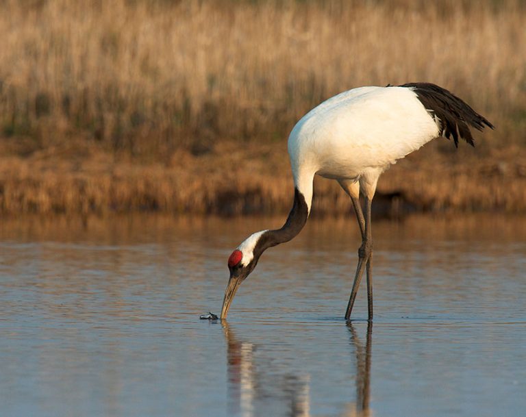 Журавли: описание, где обитают, чем питаются, сколько живут