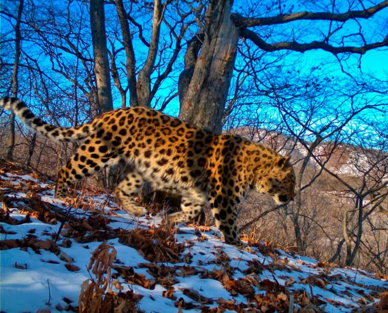 Леопард дальневосточный фото и описание