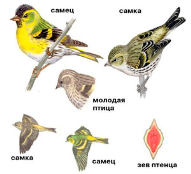 Чиж: описание птицы, где обитают, чем питается, сколько живут