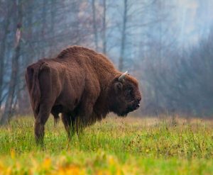 Фото бизона в хорошем качестве