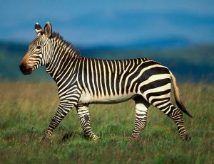 Zebra Naxos Banc 190cm lattes longitudinales