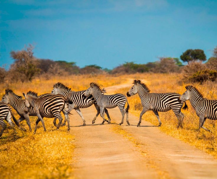 Где обитает зебра