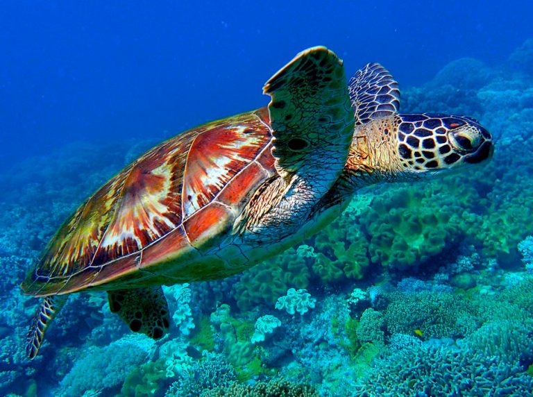 Зеленая черепаха фото