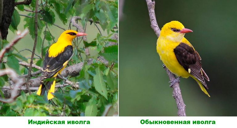 Иволга: описание птицы, где обитает, чем питается, сколько живет