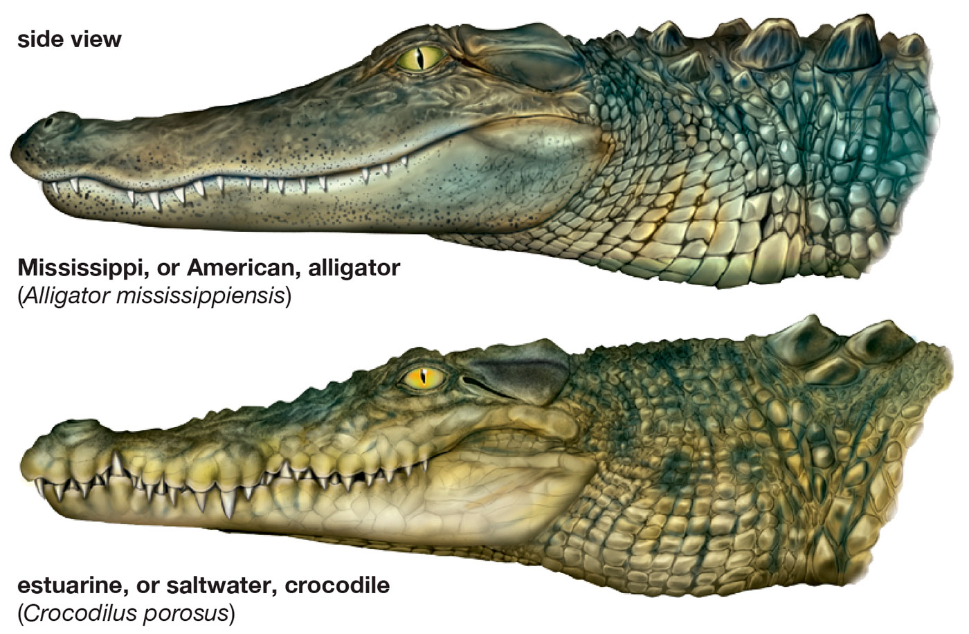 Аллигатор крокодил Кайман гавиал отличия