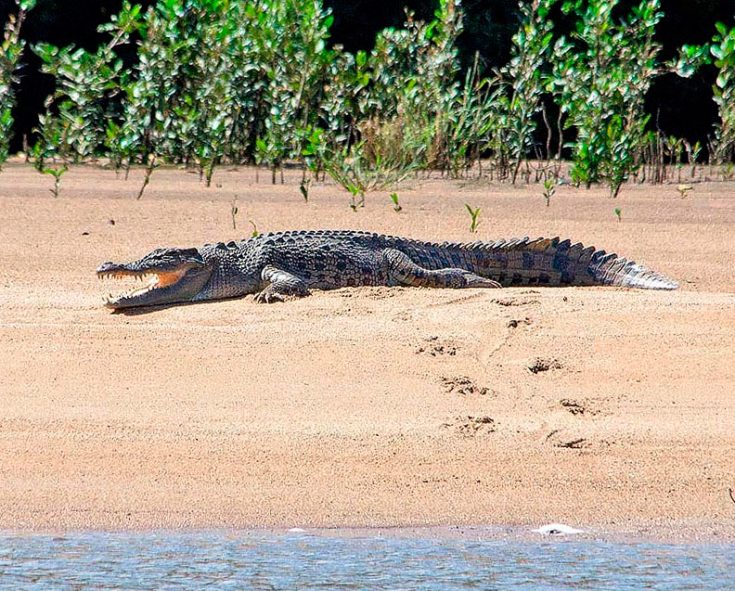Гребнистый крокодил – фото и описание, среда обитания