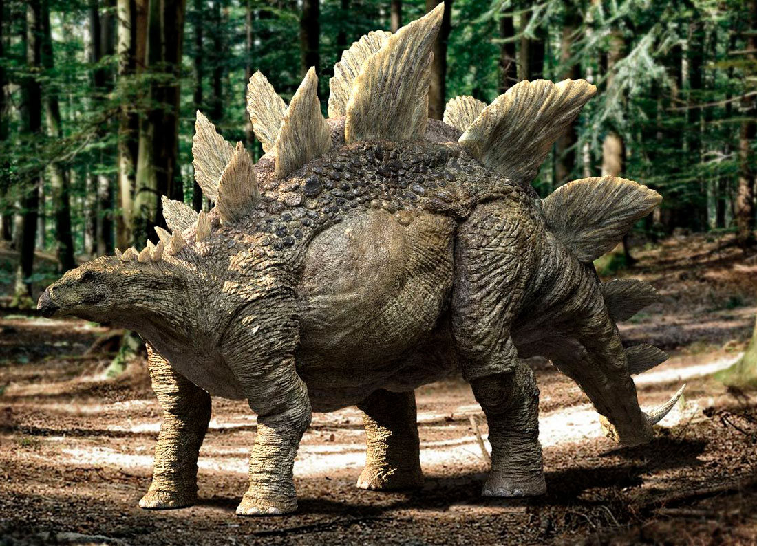 Стегозавры отличались не только костяными шипами и щитками, расположенными ...