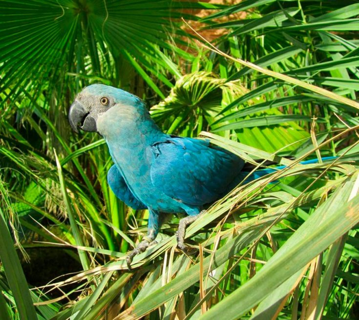 Голубой ара