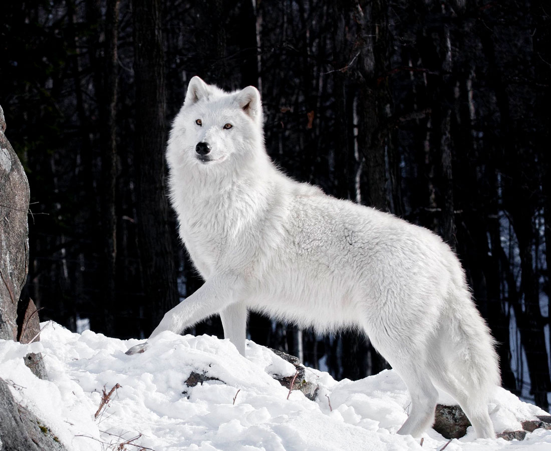 Полярный волк: описание, где обитает, чем питается, сколько живет