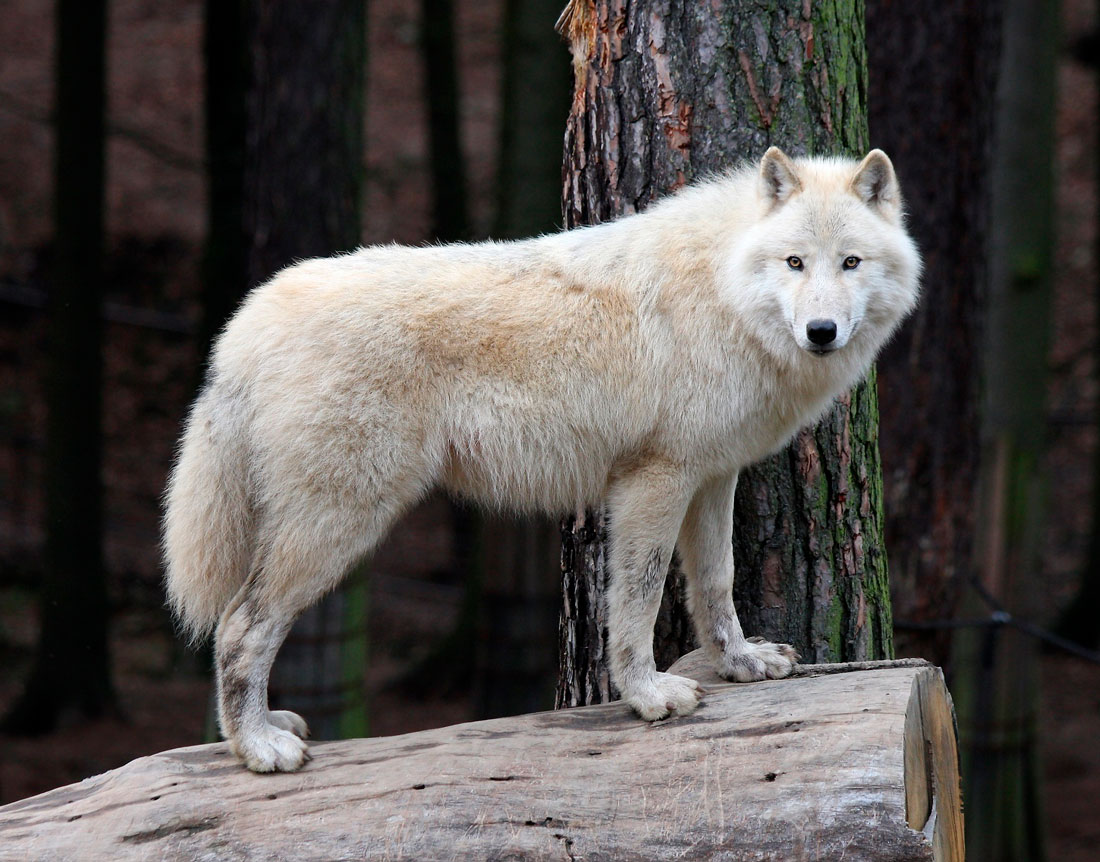 Полярный волк: описание, где обитает, чем питается, сколько живет