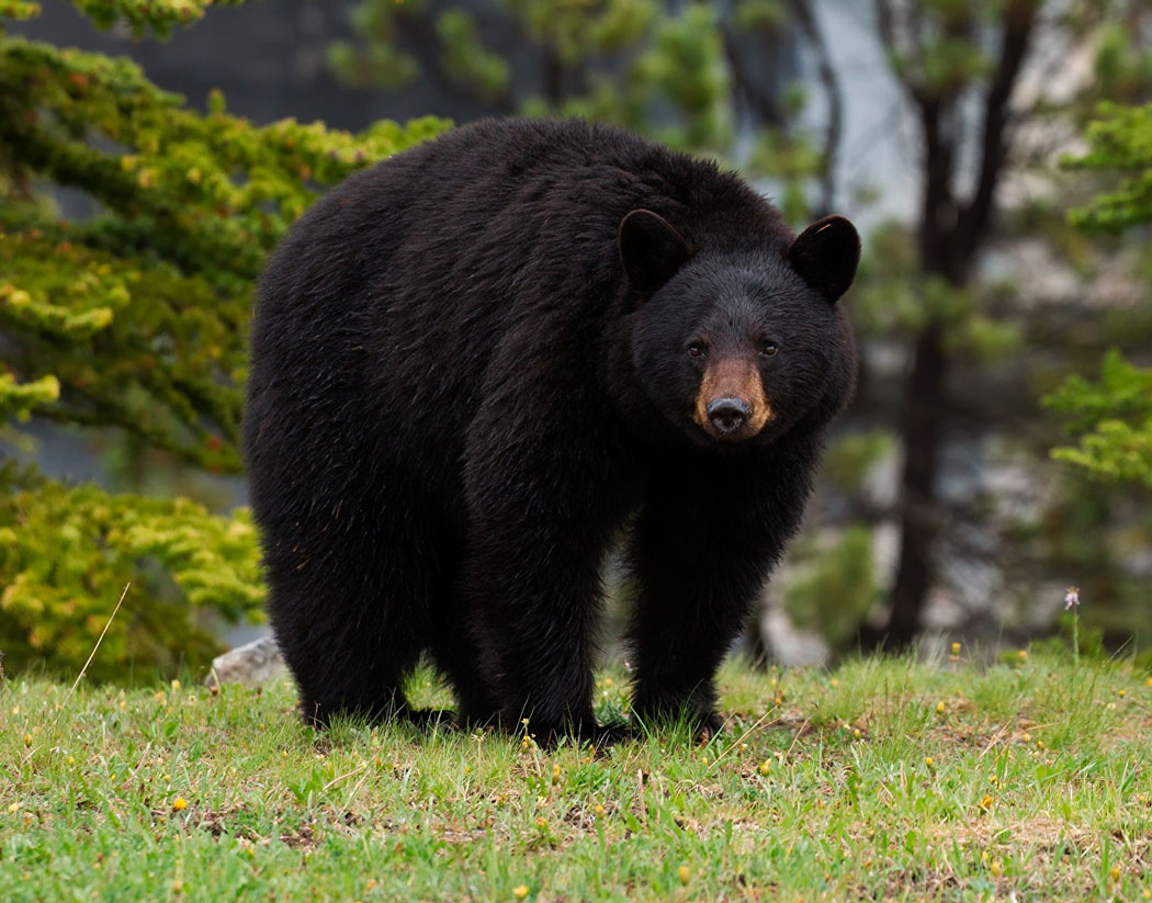 Черный медведь Канада