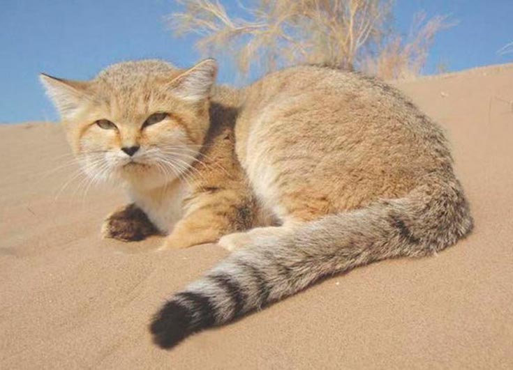 Кошка пустыни. Песчаная барханная кошка. Барханный кот пустыни. Барханного кота Felis Margarita. Животные пустыни барханный кот.