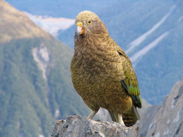 Попугай кеа: описание, где обитает, чем питается, сколько живет