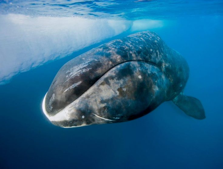 Гренландский кит