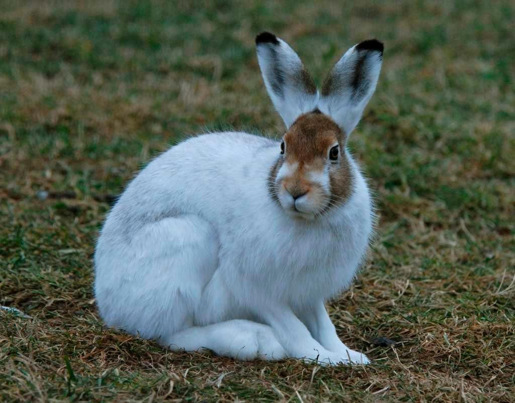 Изменение окраски зайца беляка. Заяц-Беляк – Lepus timidus Linnaeus, 1758. Заяц Беляк летом. Заяц Беляк летний мех. Заяц Беляк летний окрас.