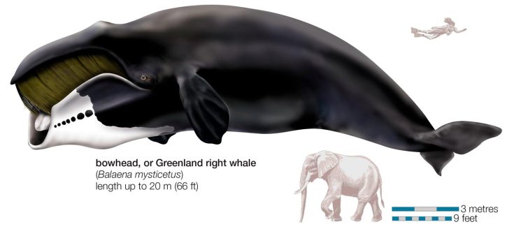 Размеры гренландского кита