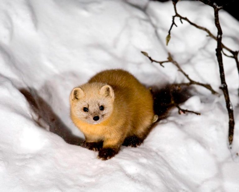 Японский соболь: описание, где обитает, чем питается