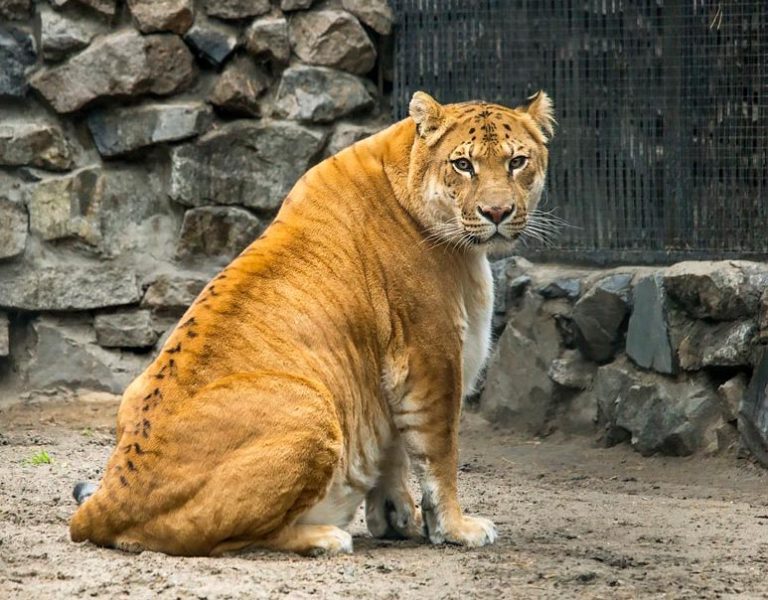 Лигр: описание, где обитает, чем питается, сколько живет