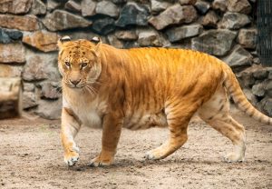 Лигр: описание, где обитает, чем питается, сколько живет