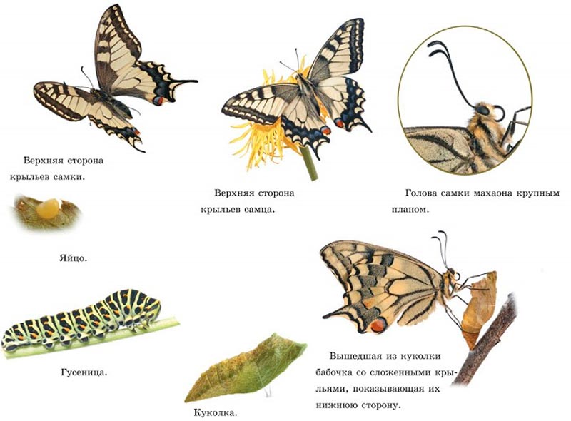 Пол у самок бабочки. Цикл развития бабочки Махаон. Жизненный цикл бабочки Махаон. Стадии развития бабочки Махаон. Гусеница Махаона стадии развития.