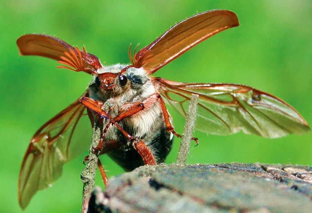 Майский жук: описание, где обитает, чем питается, сколько живет