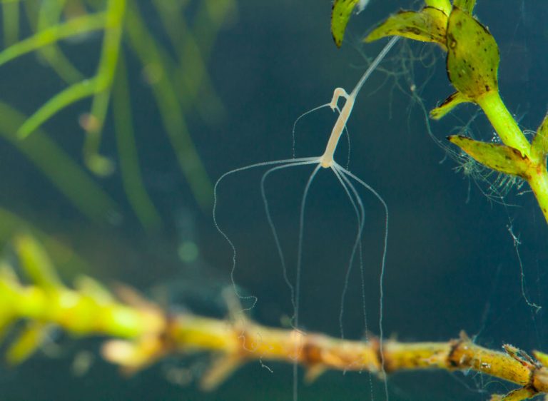 Пресноводная гидра: описание, где обитает, чем питается, размножение