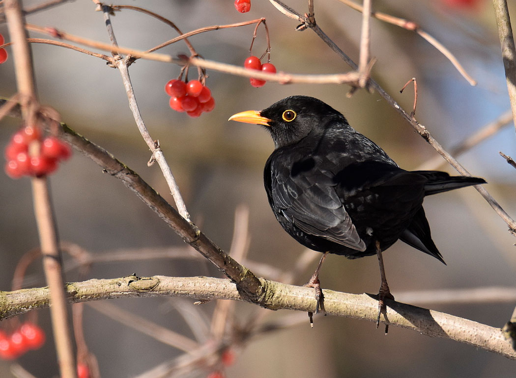 Черный дрозд фото птицы зимой и летом