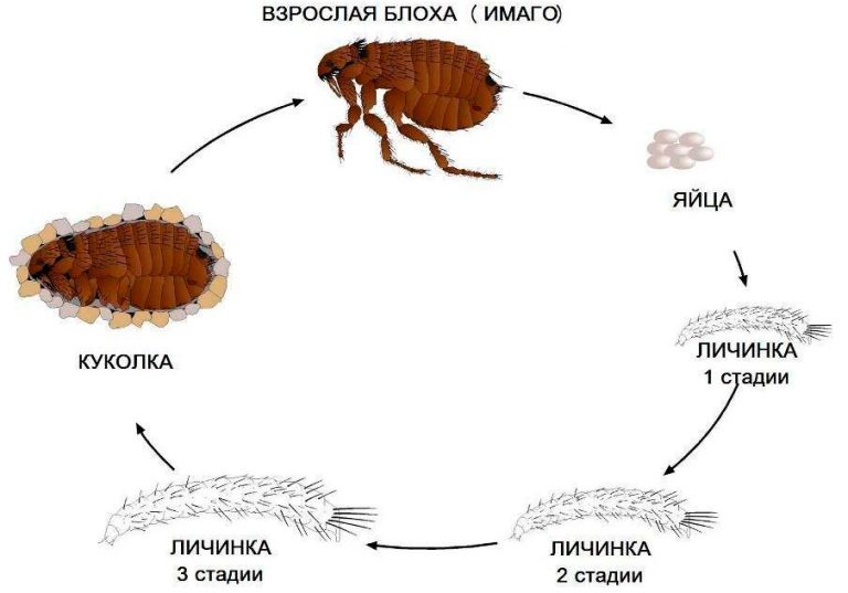 могут ли блохи животных жить на человеке