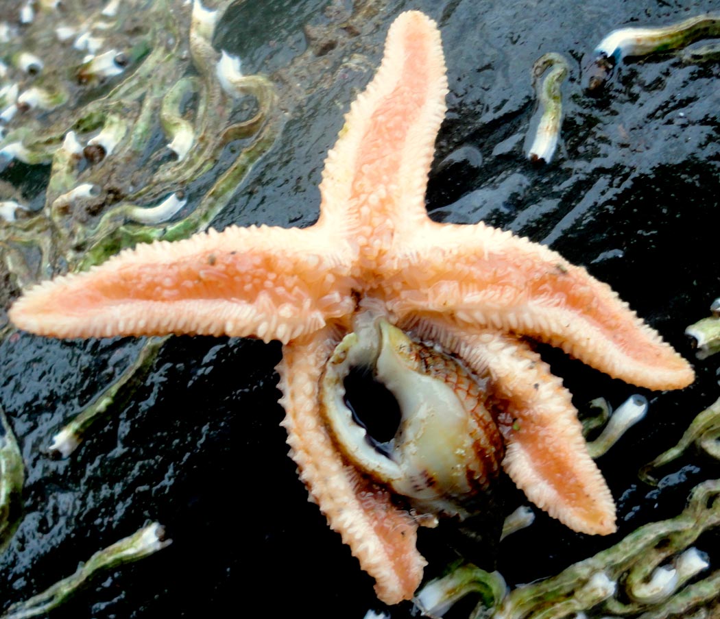 Тело морской звезды. Морская звезда гониактиниды. Питание морских звезд. Морская звезда ест моллюска. Рот морской звезды.