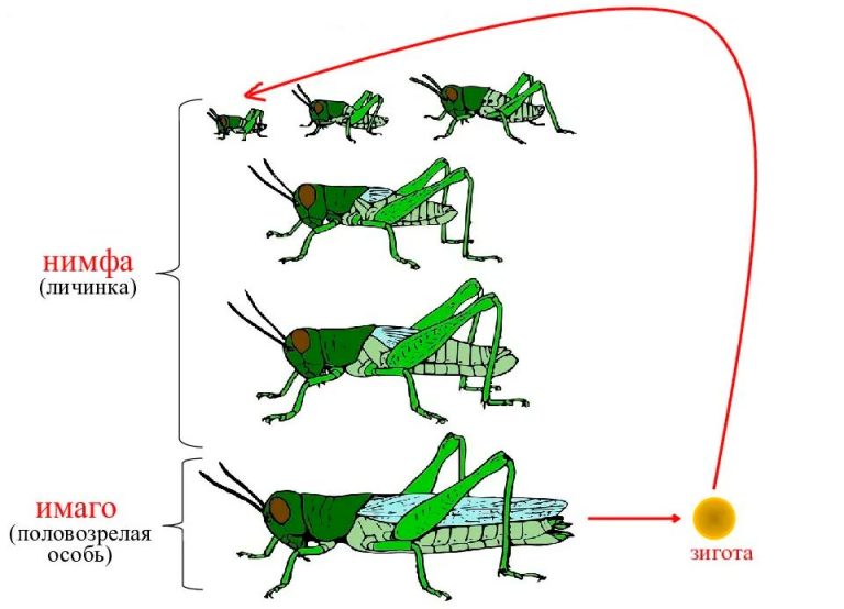 Саранча: описание, где обитает, чем питается, сколько живет