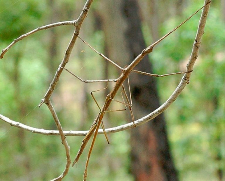 Палочник: описание, где обитает, чем питается, сколько живет