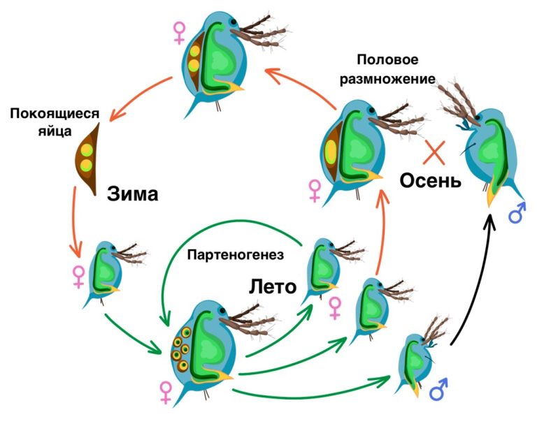 Дафния: описание, где обитает, чем питается, сколько живет