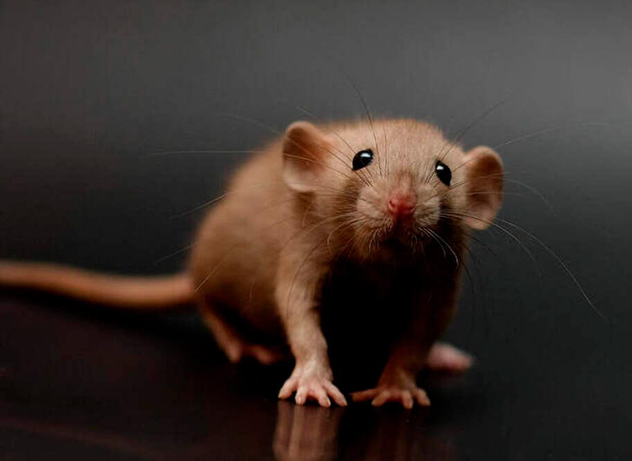 У мышей коричневая окраска шерсти