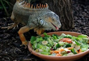 Игуана: описание, где обитает, чем питается, сколько живет
