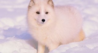Песец